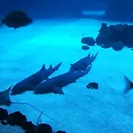 Canteras Aquarium Apartment *