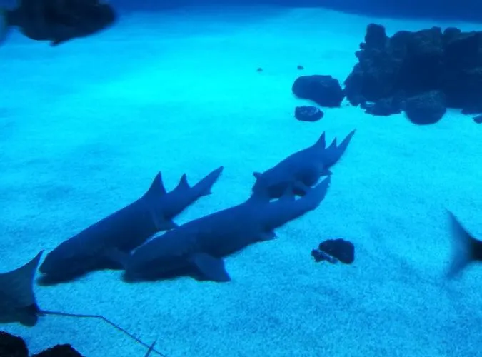 Canteras Aquarium アパート *