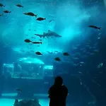 Apartment Canteras Aquarium *