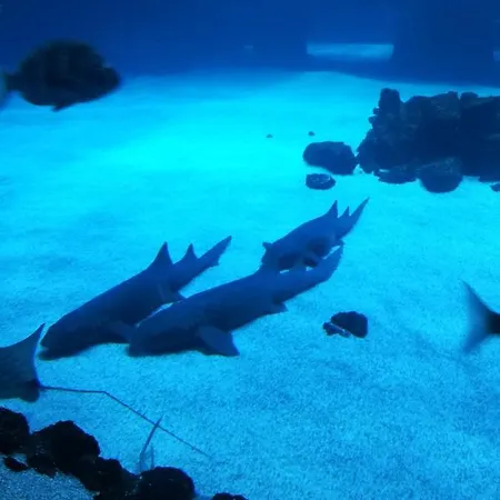 Canteras Aquarium Appartamento *